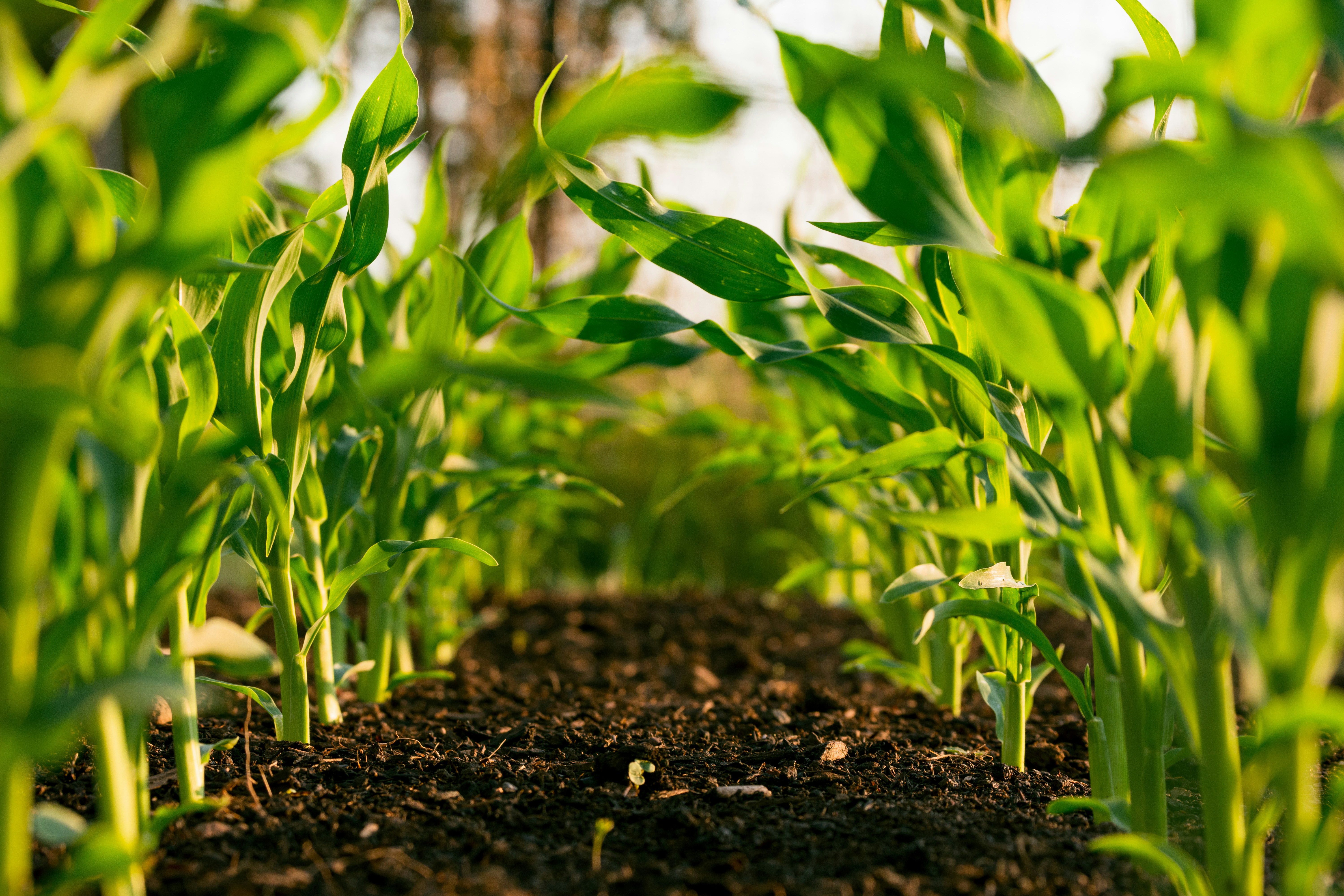 Guide to the safe and effective use of pesticides