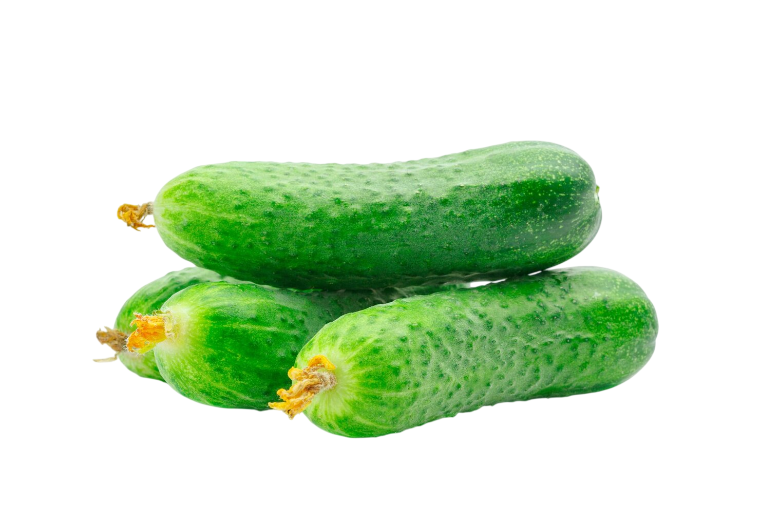 Dưa Leo