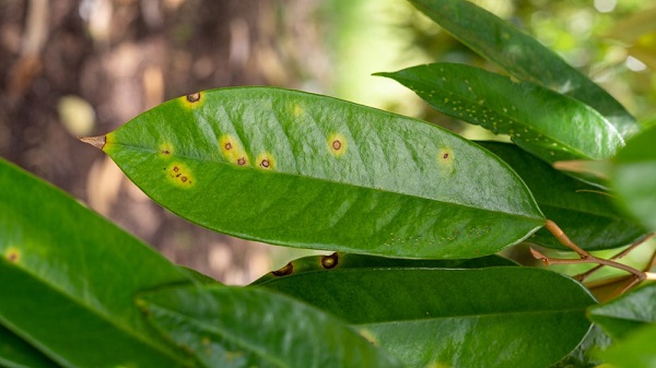 Fungal diseases