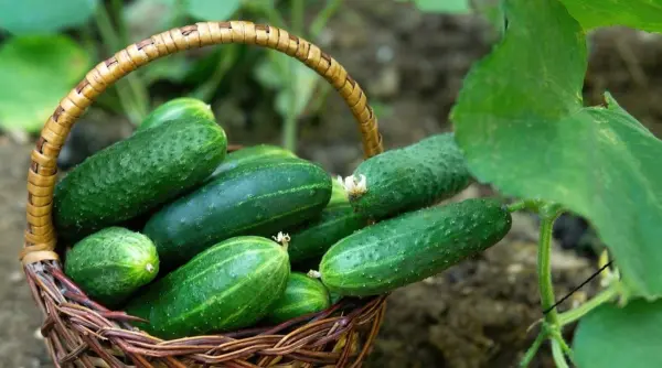 Harvest