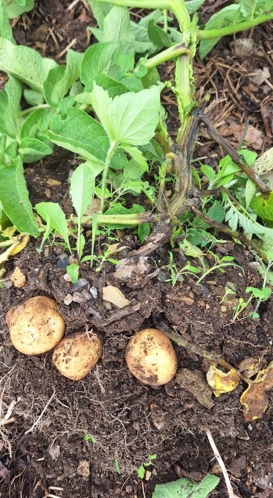 Root rot