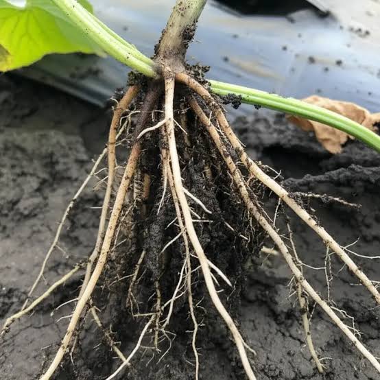 Root rot