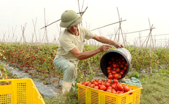 Harvest