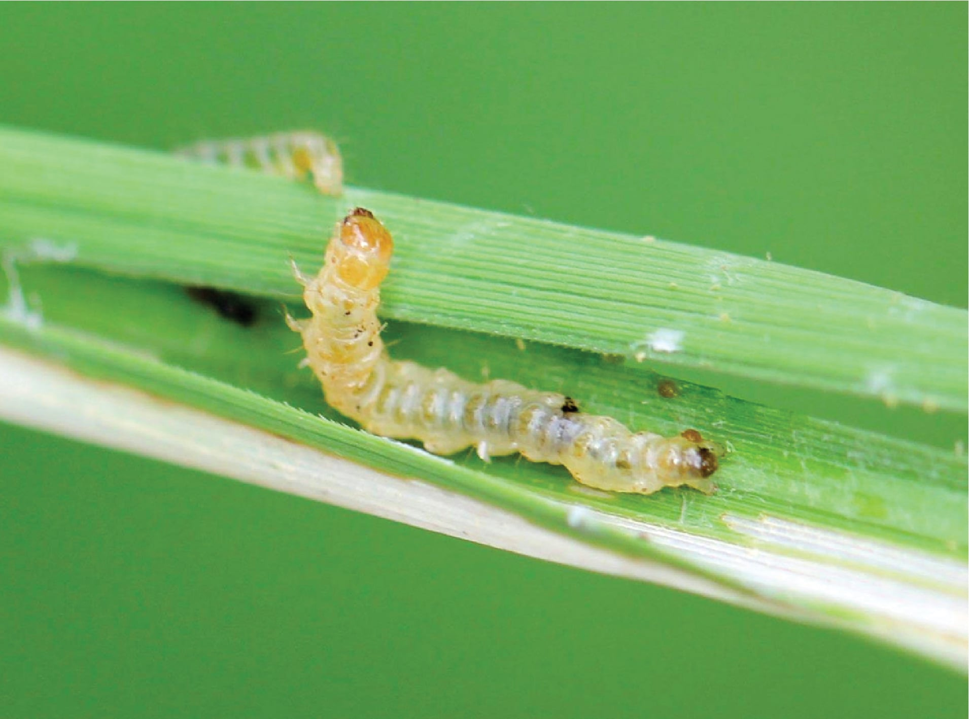 Leaf-rolling caterpillar  (Cnaphalocrocis medinalis)