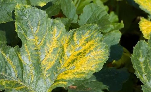 Fungal diseases