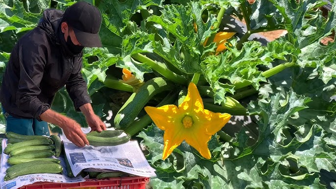 Harvest
