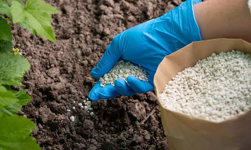 Fertilizing