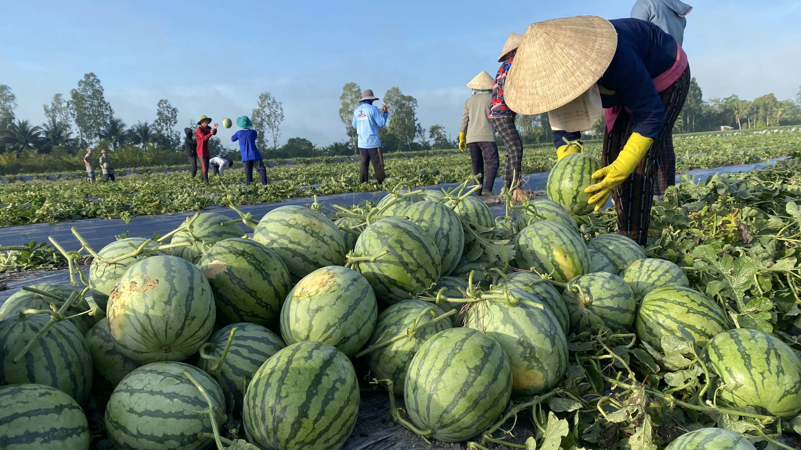 Harvest