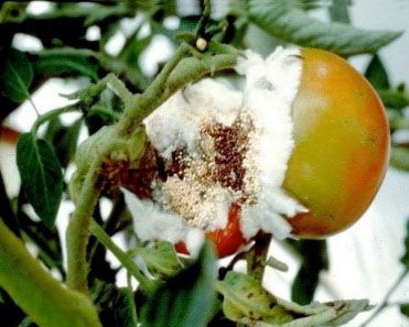 Fungal diseases