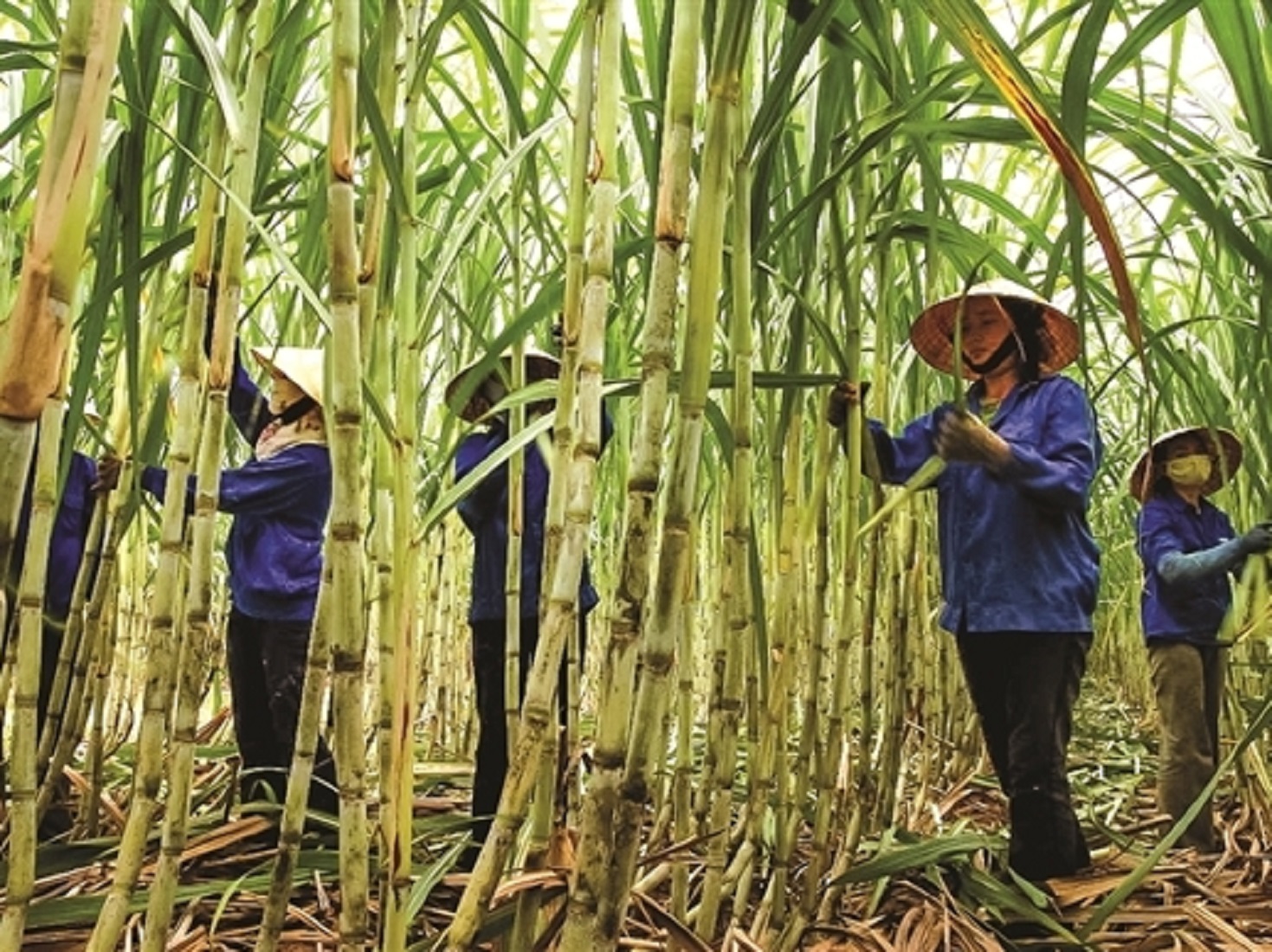 Harvest