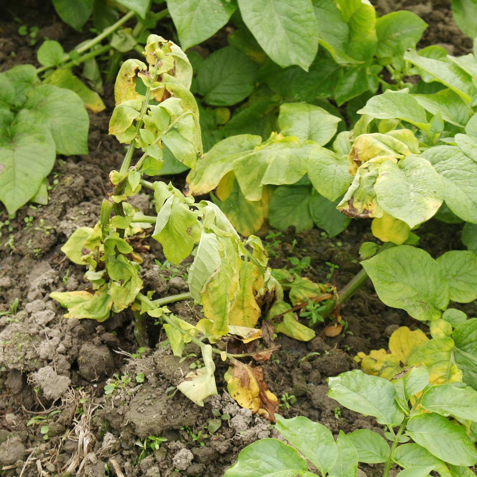 Leaf-eating caterpillars
