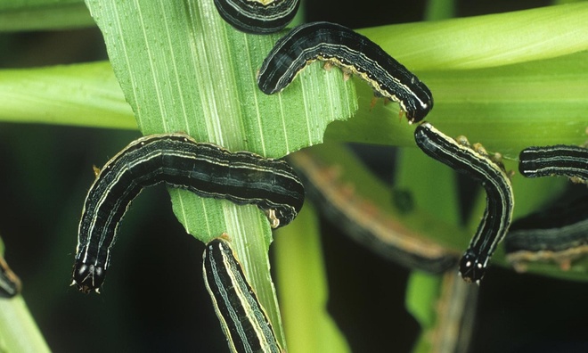 Leaf-eating caterpillars