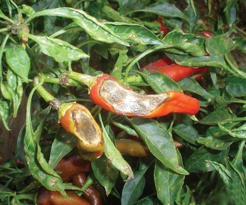 Fungal diseases