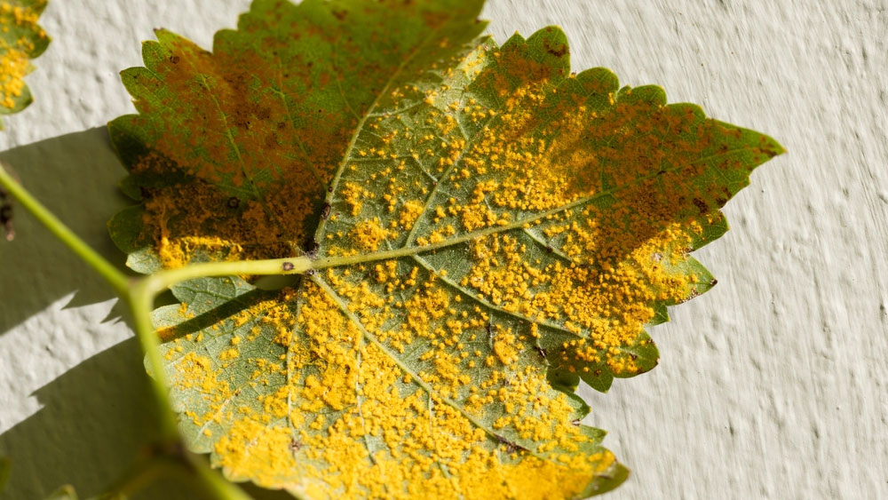 Fungal diseases