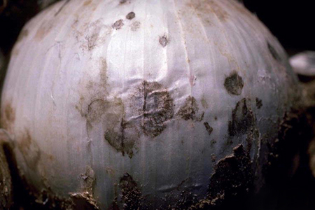 Nấm bệnh