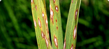 Rice blast (Pyricularia oryzae)
