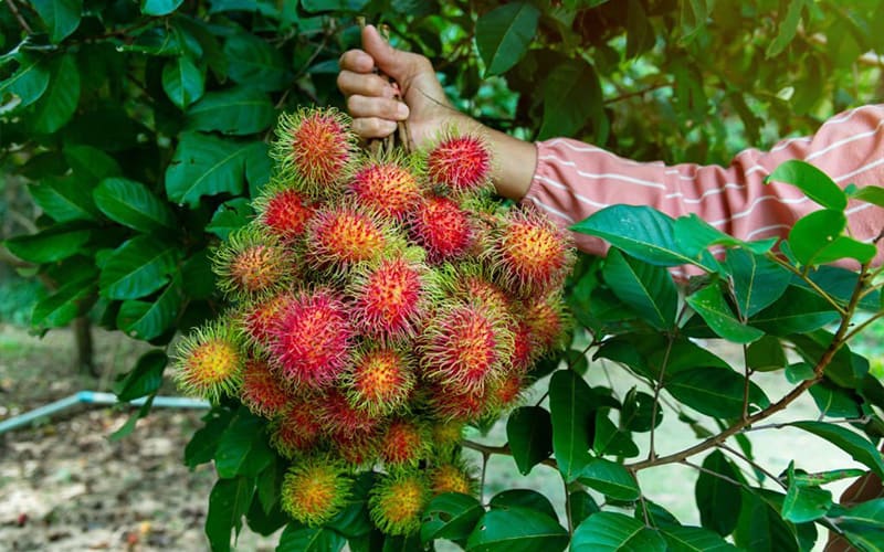 Harvest