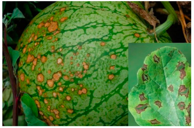 Fungal diseases