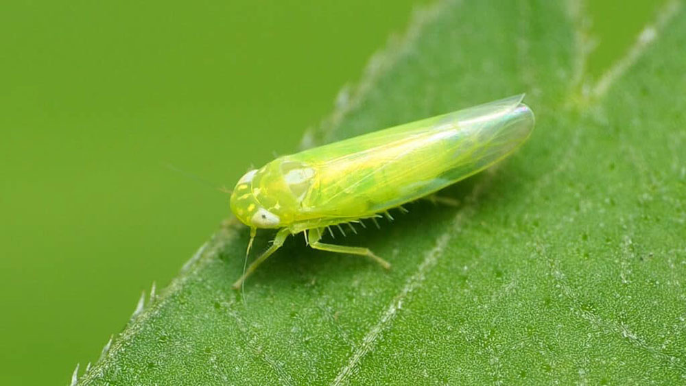Aphids (Nilaparvata lugens)