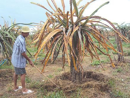 Root rot