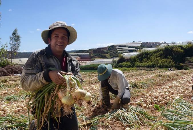 Harvest