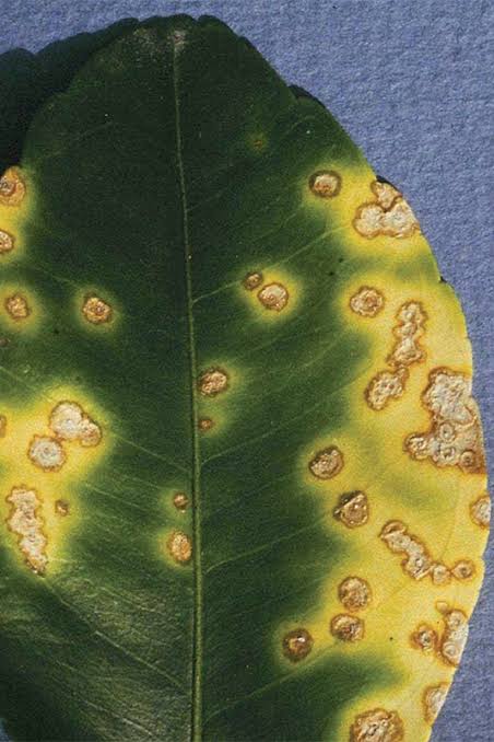Fungal diseases