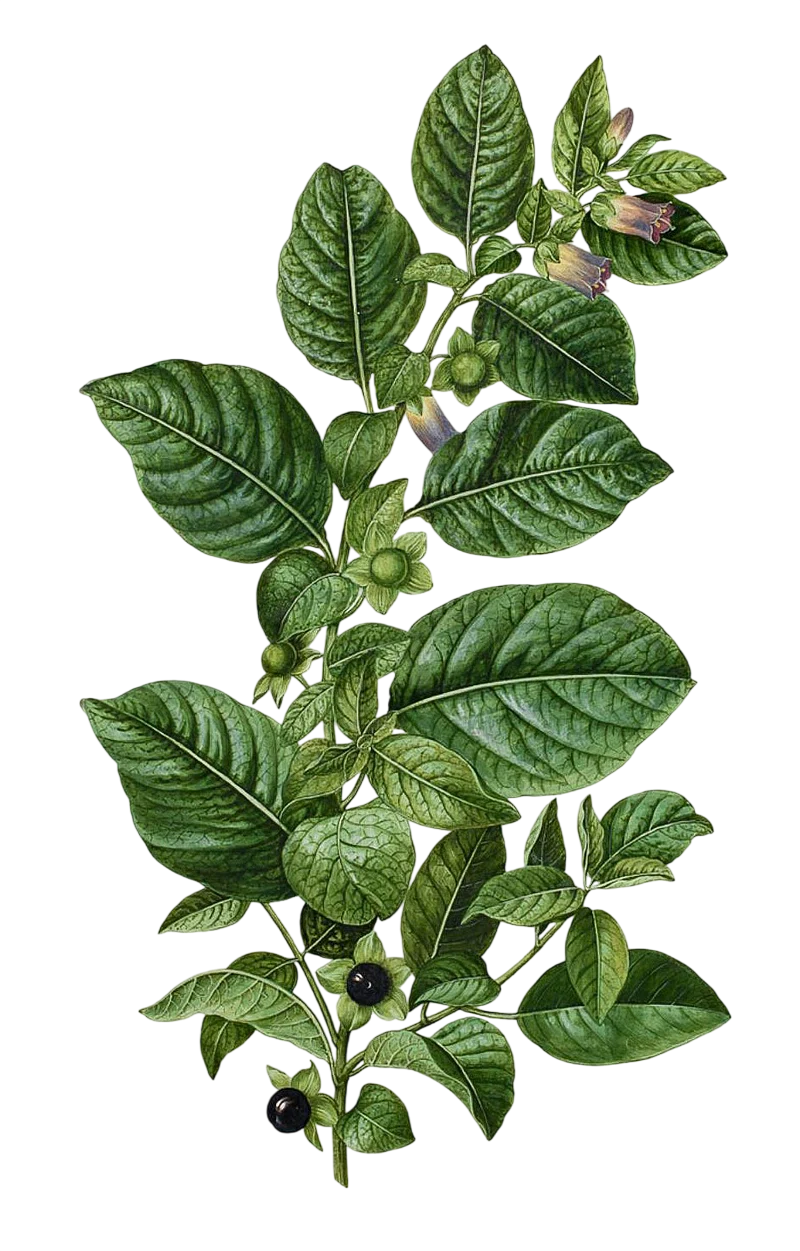 Thuốc Lá