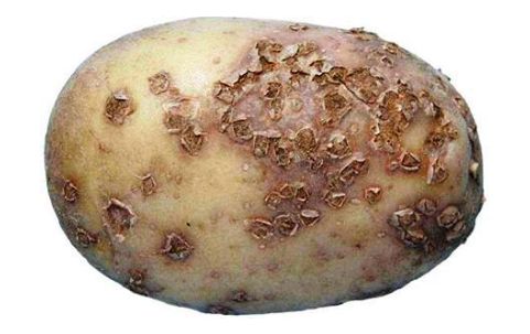 Fungal diseases