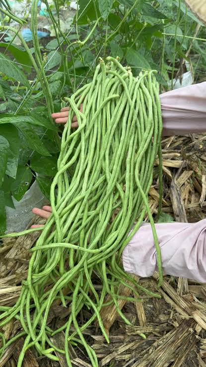 Harvest