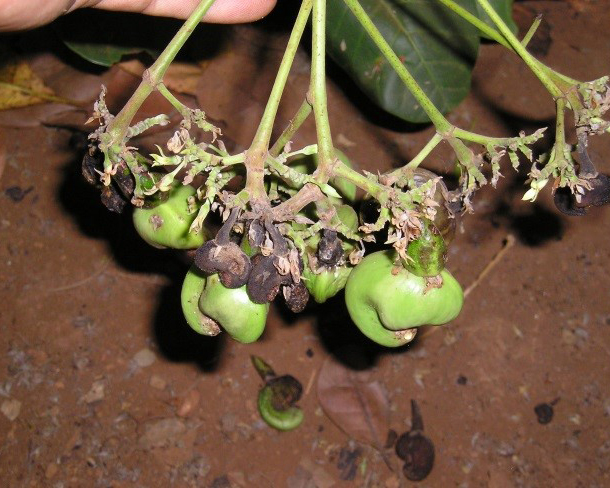 Fungal diseases