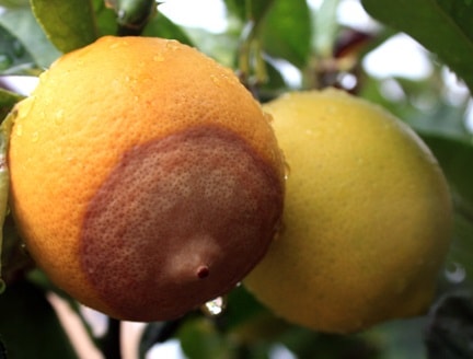 Fungal diseases