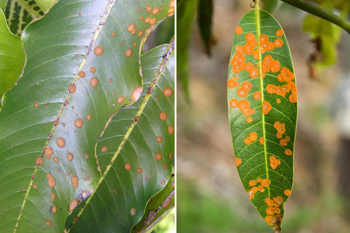 Fungal diseases