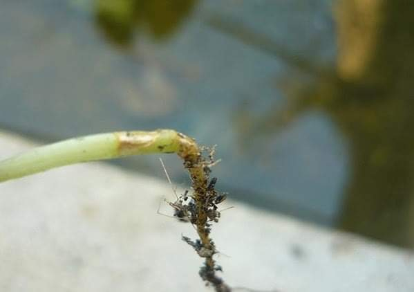 Root rot