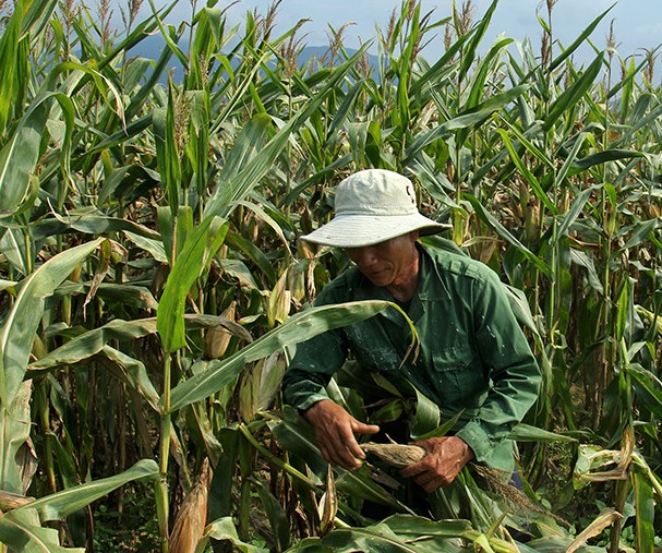 Harvest