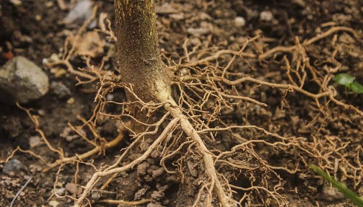 Root rot