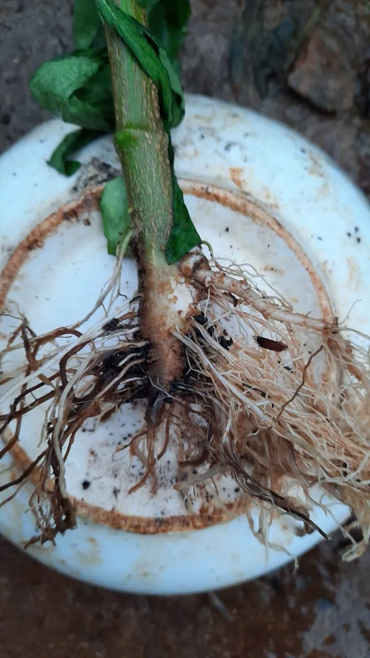 Root rot