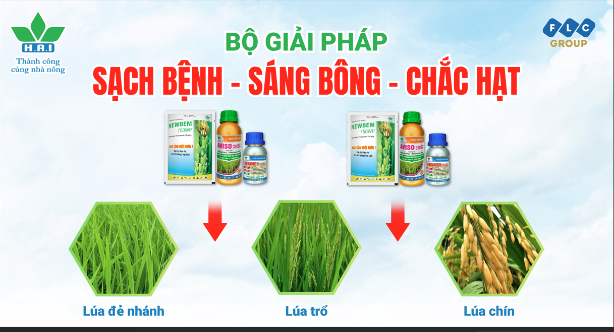 GIẢI PHÁP SẠCH BỆNH - SÁNG BÔNG - CHẮC HẠT CHO LÚA ĐÔNG XUÂN BỘI THU