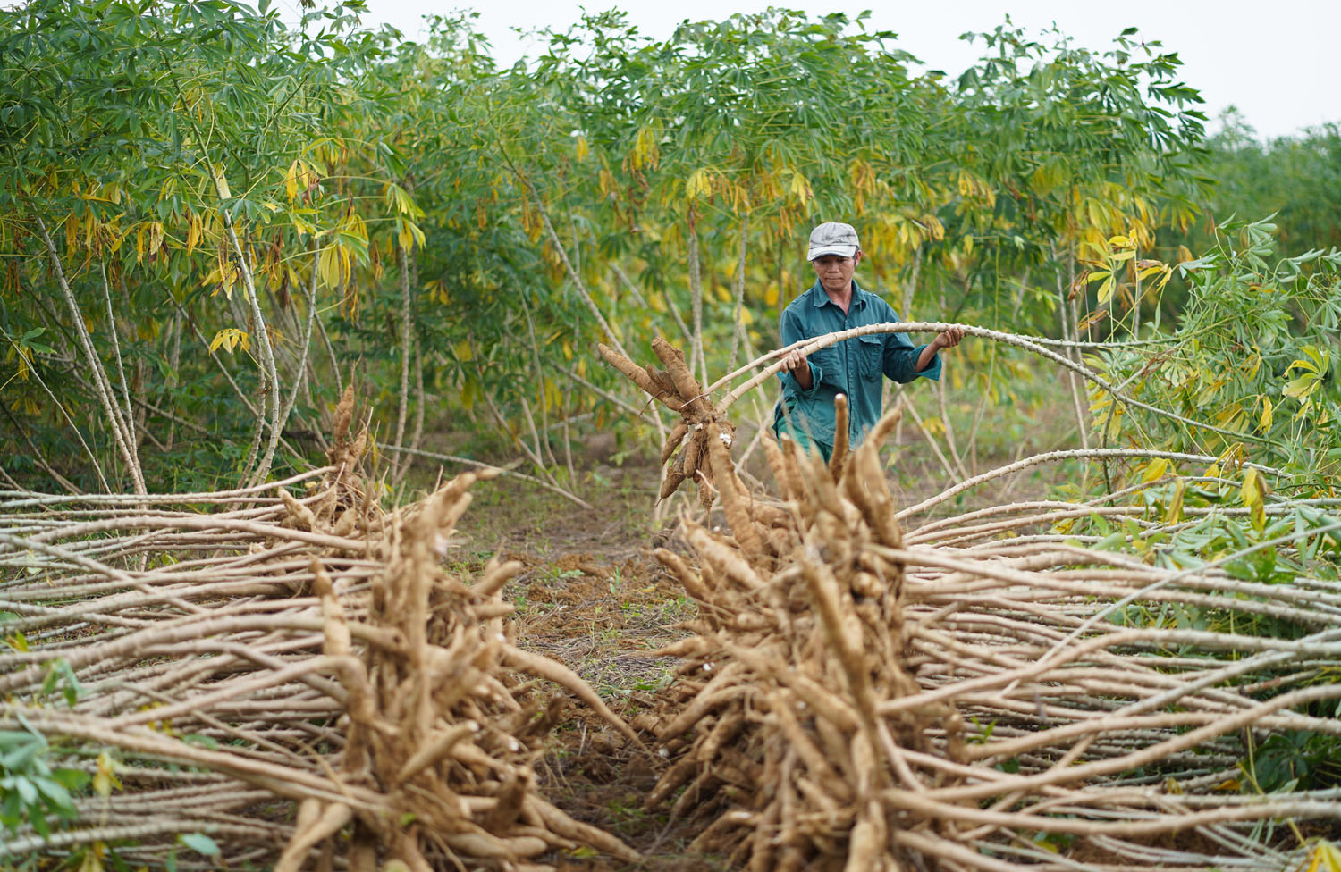 Harvest