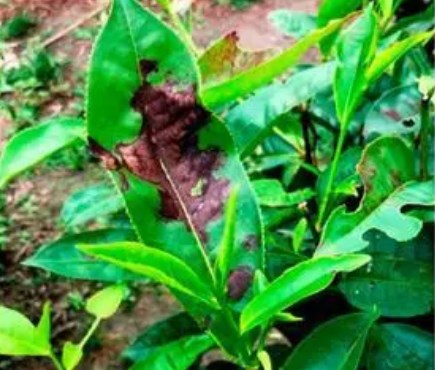 Fungal diseases
