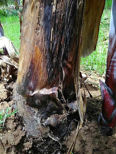 Root rot
