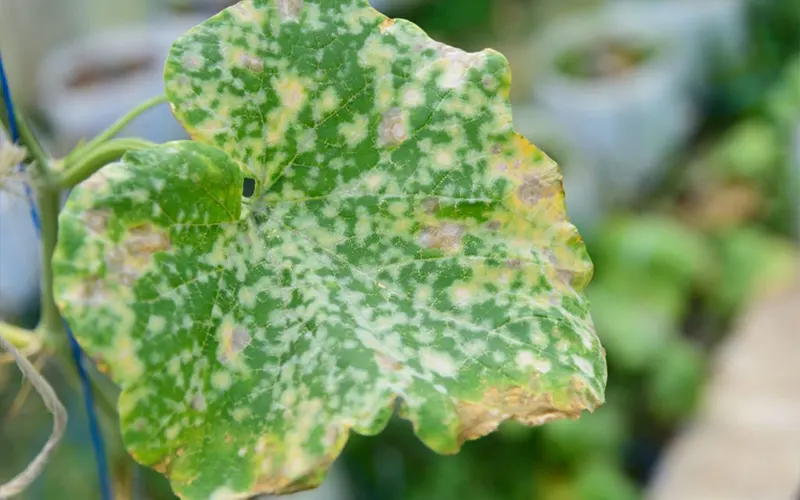 Fungal diseases
