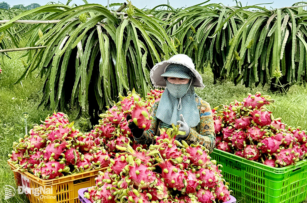 Harvest