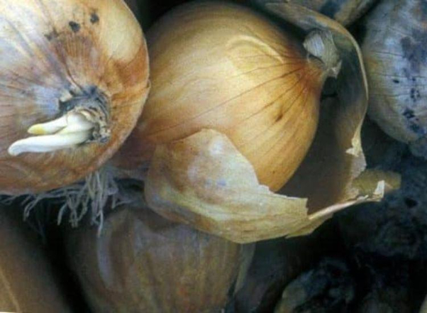 Thối củ