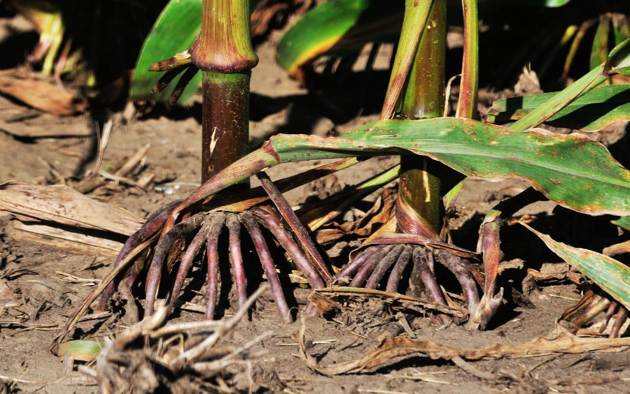 Root rot