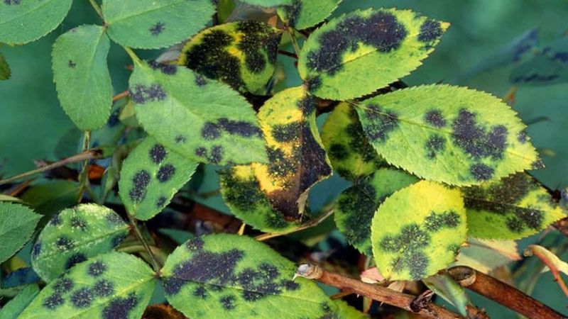 Fungal diseases