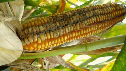 Fungal diseases