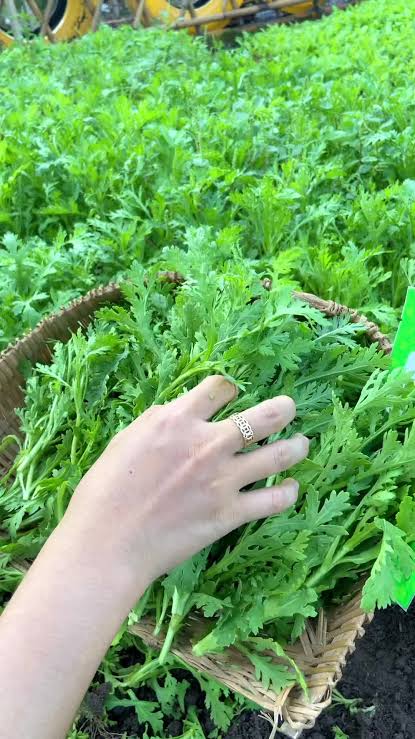 Harvest