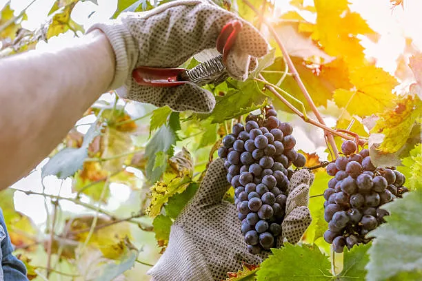 Harvest