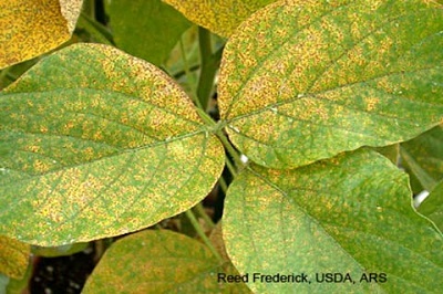 Fungal diseases