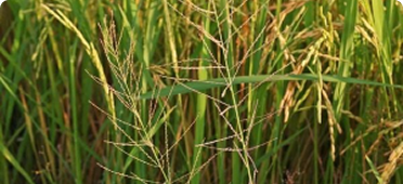 Barnyard grass, and other similar grasses